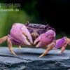 Lila Spider Crab, Neosarmatium Sp. Purple
