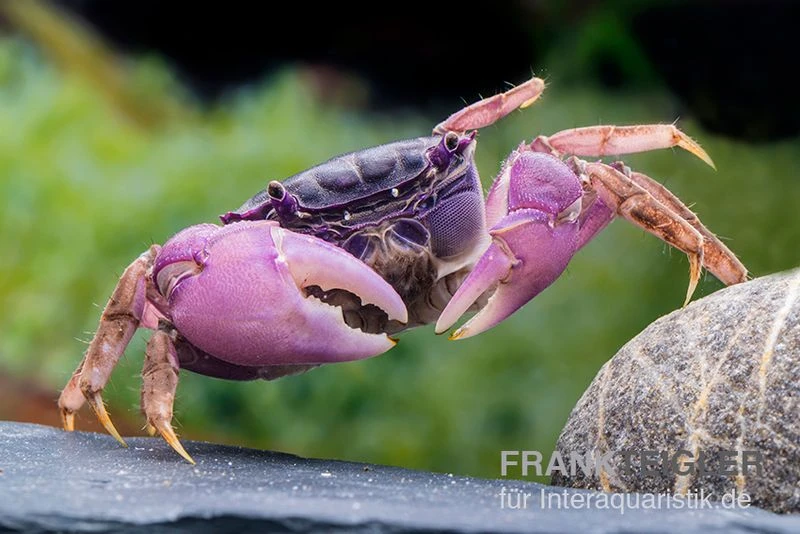 Lila Spider Crab, Neosarmatium Sp. Purple 7 Lila Spider Crab, Neosarmatium Sp. Purple – Bild 5