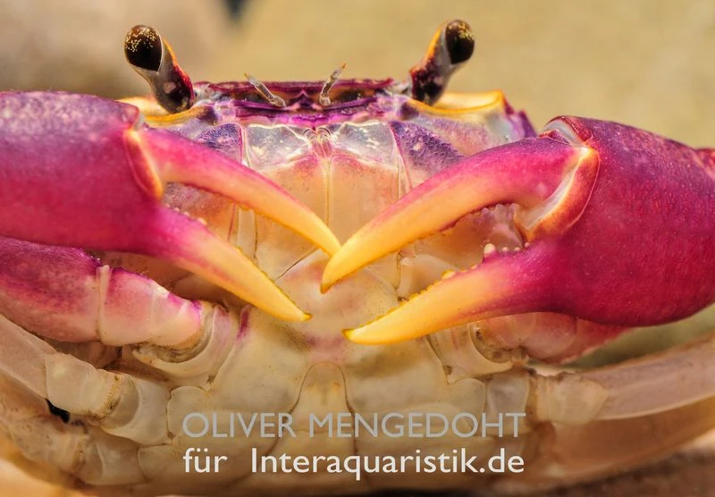 Lila Süßwasserkrabbe, Globithelphusa "indian Lilac" 11 Lila Süßwasserkrabbe, Globithelphusa "indian Lilac" – Bild 9