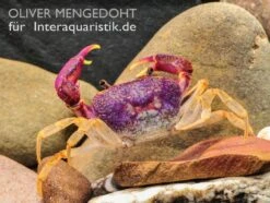 Lila Süßwasserkrabbe, Globithelphusa "indian Lilac" 19 Lila Süßwasserkrabbe, Globithelphusa "indian Lilac" -Zoofachgeschäft Lila Suesswasserkrabbe Globithelphusa indian lilac 3