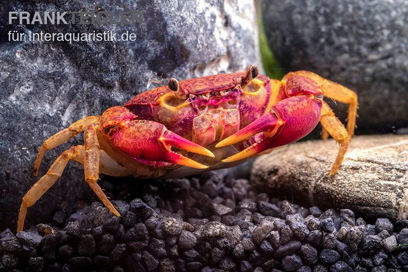 Lila Süßwasserkrabbe, Globithelphusa "indian Lilac" 4 Lila Süßwasserkrabbe, Globithelphusa "indian Lilac" – Bild 2