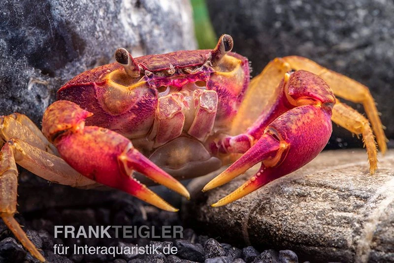Lila Süßwasserkrabbe, Globithelphusa "indian Lilac" 3 Lila Süßwasserkrabbe, Globithelphusa "indian Lilac"