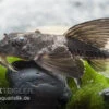 Maulbrütender Harnischwels, Loricaria Simillima -Zoofachgeschäft Loricaria simillima Maulbruetender Harnischwels 1