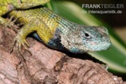 Zoofachgeschäft -Zoofachgeschäft Malachit Stachelleguan Sceloporus malachiticus 2