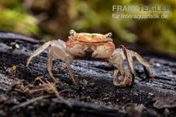 Smaragdkrabbe, Metasesarma Spec. "Green Emerald" (Emerald Crab) -Zoofachgeschäft Metasesarma spec Green Emerald 2