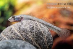 Mindanaoensis-Grundel, Lentipes Mindanaoensis, 1 Paar 7 Mindanaoensis-Grundel, Lentipes Mindanaoensis, 1 Paar -Zoofachgeschäft Mindanaoensis Grundel Lentipes mindanaoensis female 1