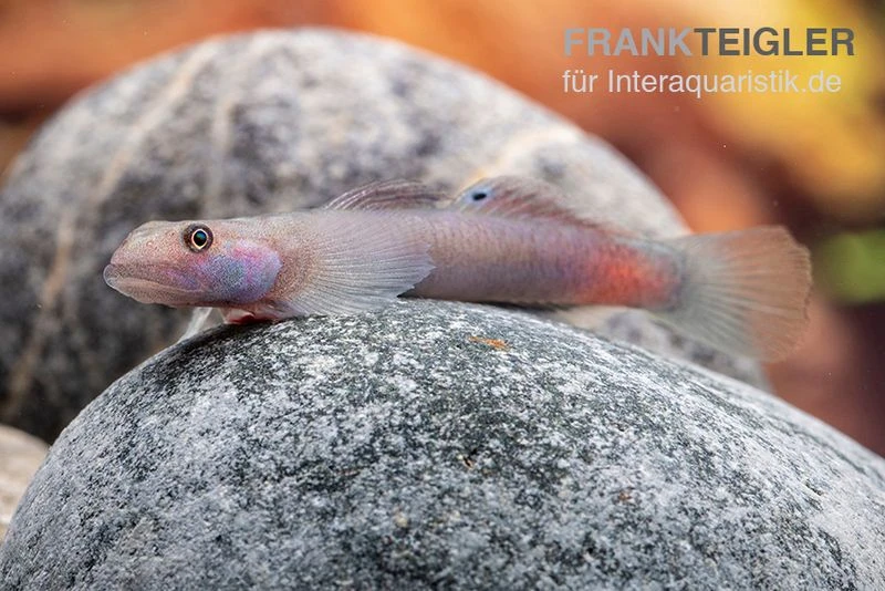 Mindanaoensis-Grundel, Lentipes Mindanaoensis, 1 Paar 4 Mindanaoensis-Grundel, Lentipes Mindanaoensis, 1 Paar – Bild 2