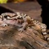 Mittelamerikanischer Krallengecko, Coleonyx Mitratus 2 Mittelamerikanischer Krallengecko, Coleonyx Mitratus -Zoofachgeschäft Mittelamerikanischer Krallengecko Coleonyx mitratus 1