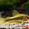 "Neon Gold Stripe"-Panzerwels, Corydoras Sp. "Neon Gold Stripe" (CW10) 2 "Neon Gold Stripe"-Panzerwels, Corydoras Sp. "Neon Gold Stripe" (CW10) -Zoofachgeschäft Neon Gold Stripe Panzerwels Corydoras sp Neon Gold Stripe CW10 2