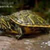 Nördliche Rotbauch-Schildkröte, Pseudemys Rubriventris -Zoofachgeschäft Noerdliche Rotbauch Schildkroete Pseudemys rubriventris 1