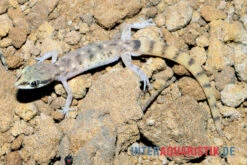Nördlicher Sandgecko, Tropiocolotes Tripolitanus -Zoofachgeschäft Noerdlicher Sandgecko Tropiocolotes tripolitanus 3