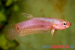 Pallifina-Kampffisch, Betta Pallifina, Paarweise -Zoofachgeschäft Pallifina Kampffisch Betta pallifina 2