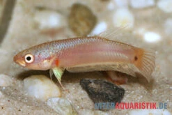 Pallifina-Kampffisch, Betta Pallifina, Paarweise -Zoofachgeschäft Pallifina Kampffisch Betta pallifina 3