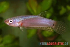 Pallifina-Kampffisch, Betta Pallifina, Paarweise -Zoofachgeschäft Pallifina Kampffisch Betta pallifina 4