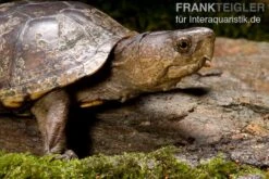 Pennsylvania-Klappschildkröte, Kinosternon Subrubrum -Zoofachgeschäft Pennsylvania Klappschildkroete Kinosternon subrubrum 1