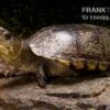Pennsylvania-Klappschildkröte, Kinosternon Subrubrum -Zoofachgeschäft Pennsylvania Klappschildkroete Kinosternon subrubrum 2
