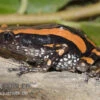 Gestreifter Wendehalsfrosch, Phrynomantis Bifasciatus 2 Gestreifter Wendehalsfrosch, Phrynomantis Bifasciatus -Zoofachgeschäft Phrynomantis bifasciatus Wendehalsfrosch