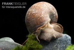 Afrikanische Riesen-Apfelschnecke, Pila Wernei 8 Afrikanische Riesen-Apfelschnecke, Pila Wernei -Zoofachgeschäft Pila wernei 1a