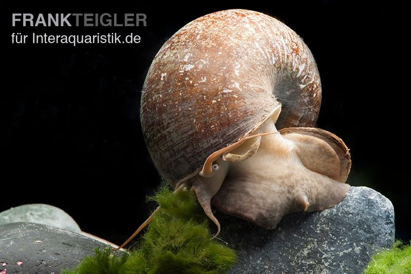 Afrikanische Riesen-Apfelschnecke, Pila Wernei 5 Afrikanische Riesen-Apfelschnecke, Pila Wernei – Bild 3
