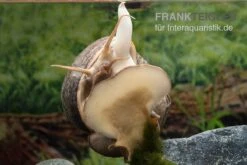 Afrikanische Riesen-Apfelschnecke, Pila Wernei 9 Afrikanische Riesen-Apfelschnecke, Pila Wernei -Zoofachgeschäft Pila wernei 5a