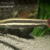 Prachtkopfsteher, Anostomus Anostomus -Zoofachgeschäft Prachtkopfsteher Anostomus anostomus