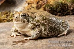 Präriekröte, Bufo Cognatus -Zoofachgeschäft Praeriekroete Bufo cognatus 3