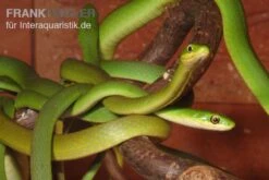 Raue Grasnatter, Opheodrys Aestivus -Zoofachgeschäft Raue Grasnatter Opheodrys aestivus 5