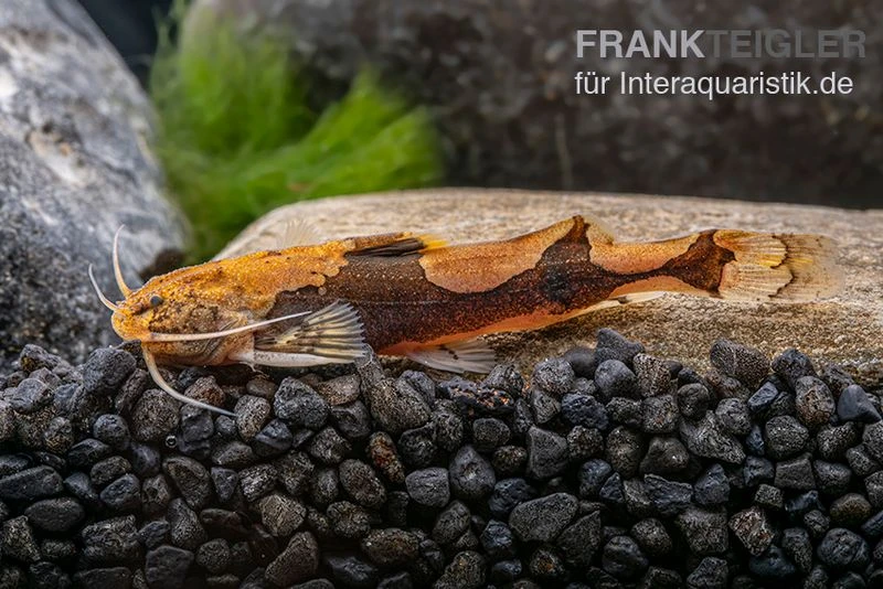 Rautenflecken-Zwergwels, Akysis Portellus 4 Rautenflecken-Zwergwels, Akysis Portellus – Bild 2