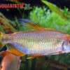 Regenbogen-Kongosalmler, Phenacogrammus Hilgendorfi -Zoofachgeschäft Regenbogen Kongosalmler Phenacogrammus hilgendorfi 1