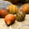 Rennschnecken-Bundle: 5x Rennschnecke Im Farbmix -Zoofachgeschäft Rennschnecken Mix 1