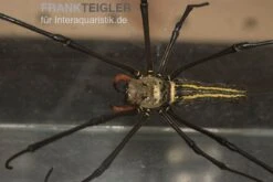 Riesenradnetzspinne, Nephila Maculata -Zoofachgeschäft Riesenradnetzspinne Nephila maculata