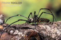 Riesenradnetzspinne, Nephila Maculata -Zoofachgeschäft Riesenradnetzspinne Nephila maculata 5