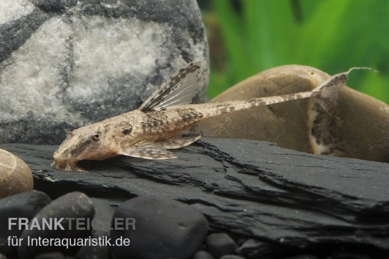 Schokoladenbrauner Hexenwels, Rineloricaria Lanceolata, 5-9 Cm 4 Schokoladenbrauner Hexenwels, Rineloricaria Lanceolata, 5-9 Cm – Bild 2