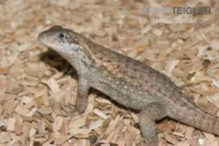 Zoofachgeschäft -Zoofachgeschäft Rollschwanzleguan Leiocephalus carinatus