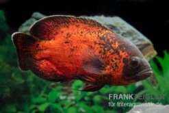 Zoofachgeschäft -Zoofachgeschäft Roter Oscar Pfauenaugenbuntbarsch Astronotus ocellatus 3
