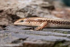 Roter Togo-Skink, Mabuya Perrotetii -Zoofachgeschäft Roter Togo Skink Mabuya perrotetii 1