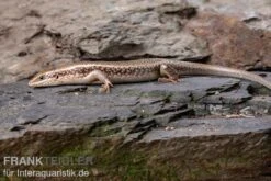 Roter Togo-Skink, Mabuya Perrotetii -Zoofachgeschäft Roter Togo Skink Mabuya perrotetii 2