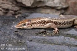 Roter Togo-Skink, Mabuya Perrotetii -Zoofachgeschäft Roter Togo Skink Mabuya perrotetii 3