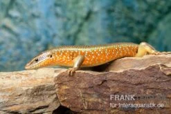 Zoofachgeschäft -Zoofachgeschäft Roter Togo Skink Mabuya perrotetii 5
