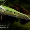 Rotkehlanolis, Anolis Carolinensis -Zoofachgeschäft Rotkehlanolis Anolis carolinensis 1