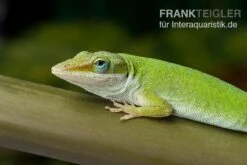 Zoofachgeschäft -Zoofachgeschäft Rotkehlanolis Anolis carolinensis 2