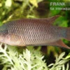 Rotrücken-Makropode, Macropodus Erythropterus -Zoofachgeschäft Rotruecken Makropode Macropodus erythropterus