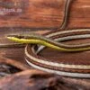 Sandrenn-Natter, Psammophis Elegans -Zoofachgeschäft Sandrenn Natter Psammophis elegans 01