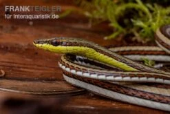 Sandrenn-Natter, Psammophis Elegans 7 Sandrenn-Natter, Psammophis Elegans -Zoofachgeschäft Sandrenn Natter Psammophis elegans 03