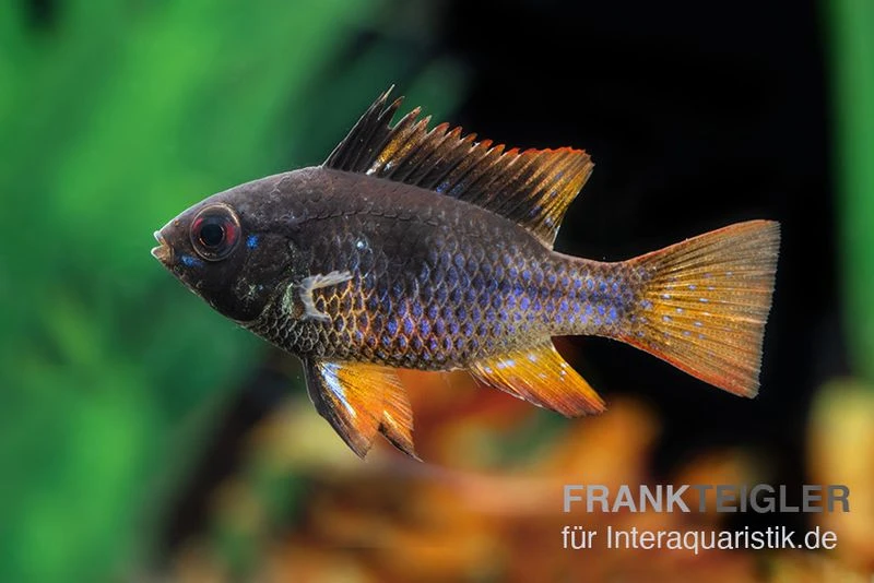 Schwarzer Schmetterlingsbuntbarsch, XL Microgeophagus Ramirezi "Black" 5 Schwarzer Schmetterlingsbuntbarsch, XL Microgeophagus Ramirezi "Black" – Bild 3