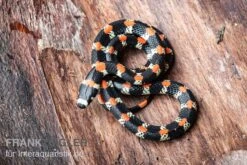 Schwarzgebänderte Wühltrugnatter, Scolecophis Atrocinctus -Zoofachgeschäft Schwarzgebaenderte Wuehltrugnatter Scolecophis atrocinctus 3