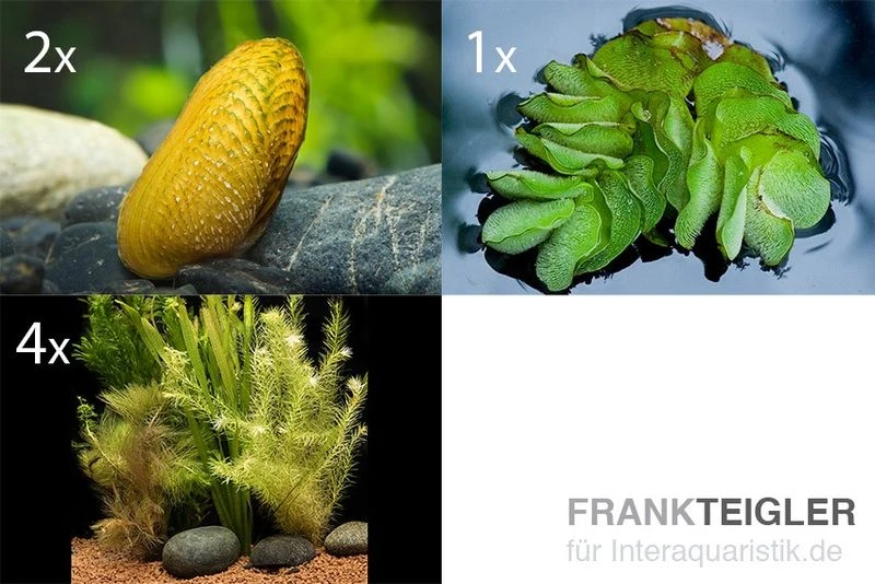 Schwebealgen-Bundle: 2x Ornamentmuscheln + 1 Portion Büschelfarn + 4 Bund-Pflanzen 3 Schwebealgen-Bundle: 2x Ornamentmuscheln + 1 Portion Büschelfarn + 4 Bund-Pflanzen