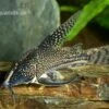 Schabracken-Panzerwels, Scleromystax Barbatus 2 Schabracken-Panzerwels, Scleromystax Barbatus -Zoofachgeschäft Scleromystax barbatus Corydoras barbatus