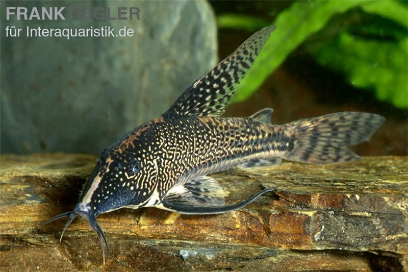 Schabracken-Panzerwels, Scleromystax Barbatus 3 Schabracken-Panzerwels, Scleromystax Barbatus