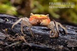 Smaragdkrabbe, Metasesarma Spec. "Green Emerald" (Emerald Crab) -Zoofachgeschäft Smaragdkrabbe Metasesarma spec Green Emerald 6 jpg